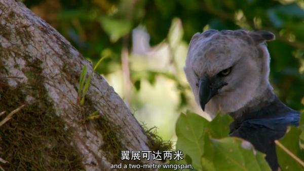 BBC纪录片《猎捕》：动物们已集体成精！