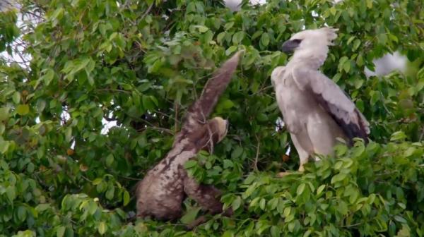 BBC纪录片《猎捕》：动物们已集体成精！