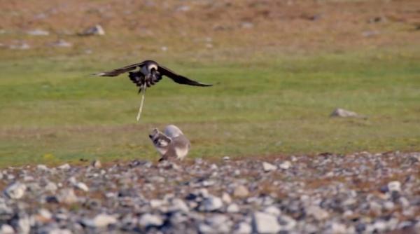 BBC纪录片《猎捕》：动物们已集体成精！