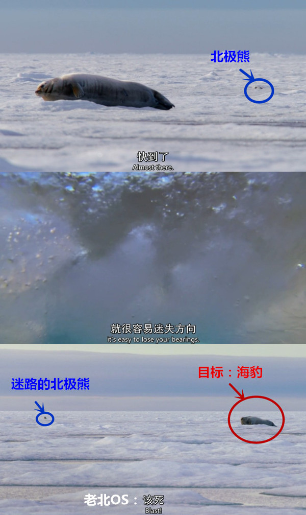 BBC纪录片《猎捕》：动物们已集体成精！