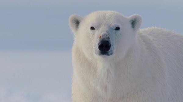 BBC纪录片《猎捕》：动物们已集体成精！