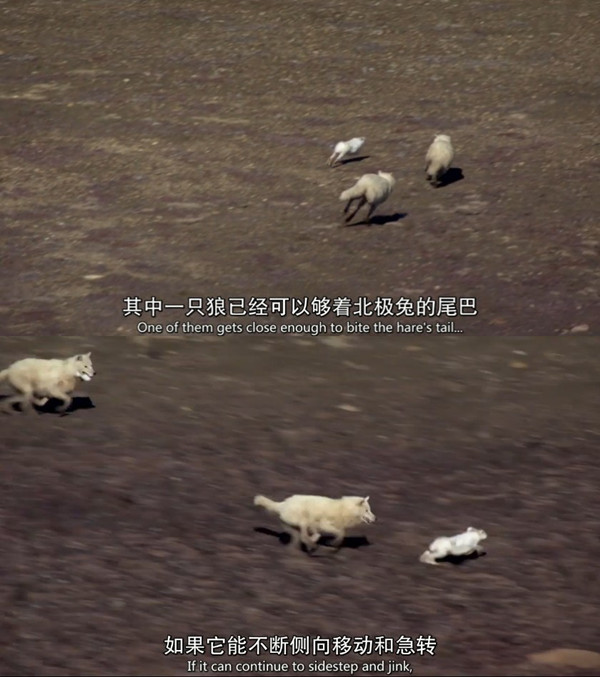 BBC纪录片《猎捕》：动物们已集体成精！
