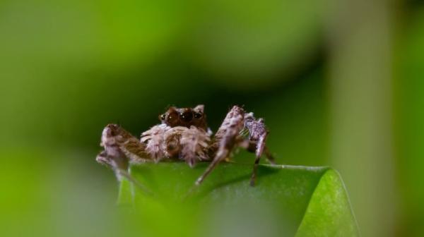 BBC纪录片《猎捕》：动物们已集体成精！