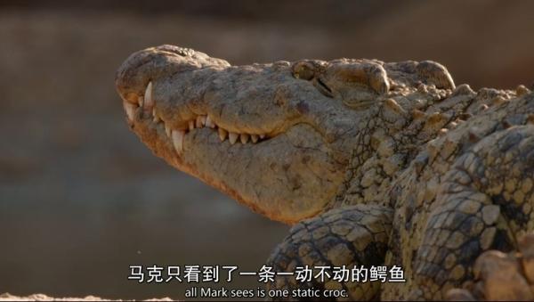 BBC纪录片《猎捕》：动物们已集体成精！