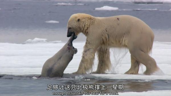 BBC纪录片《猎捕》：动物们已集体成精！