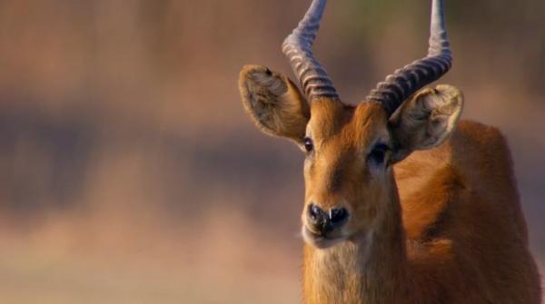 BBC纪录片《猎捕》：动物们已集体成精！