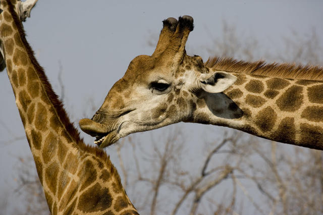 长得再高，也要交配呀