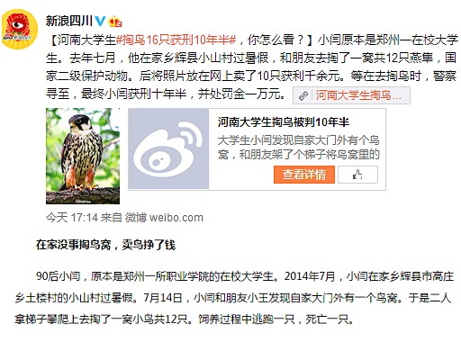 澎湃联播|愤怒的小鸟你不要掏