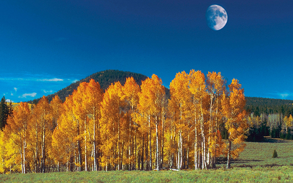 冻成狗的你，是否思念那美不胜收的秋？