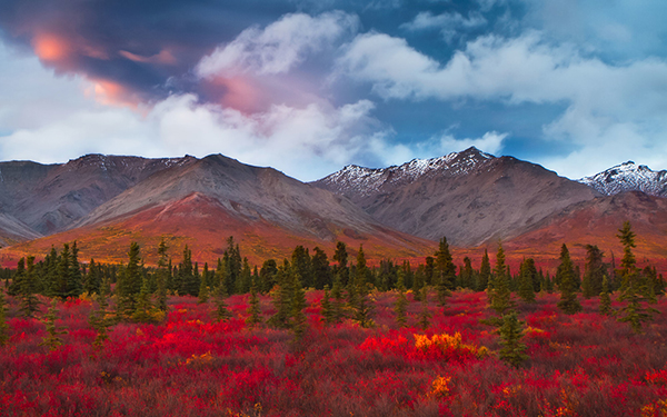 冻成狗的你，是否思念那美不胜收的秋？