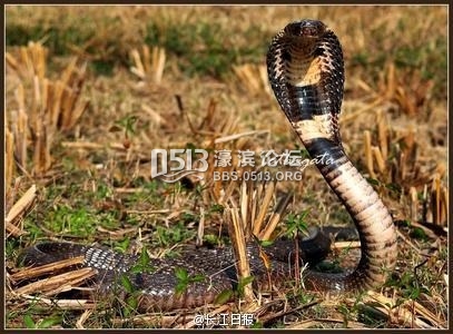 131649bzusfznrrrsruruk.jpg
