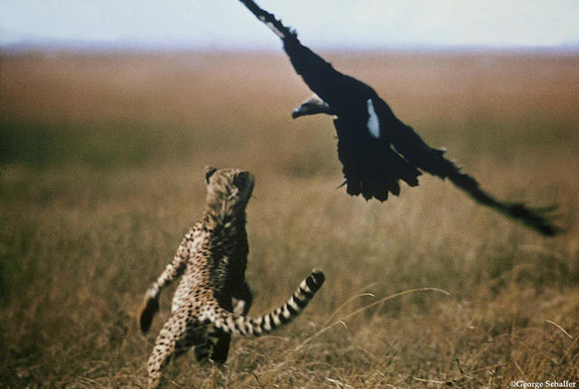 【果壳网专访】乔治·夏勒：若我是老虎，请别拿枪指着我