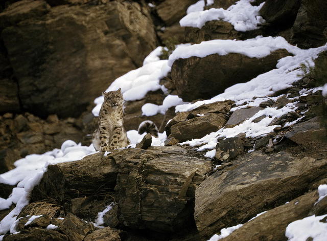 【果壳网专访】乔治·夏勒：若我是老虎，请别拿枪指着我