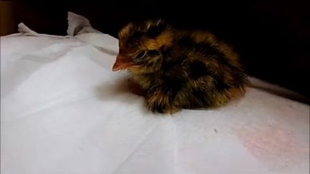 太稀奇：鹦鹉母爱爆棚 竟然意外孵出小鹌鹑(图)