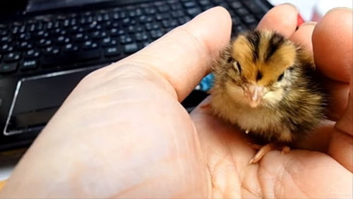 太稀奇：鹦鹉母爱爆棚竟然意外孵出小鹌鹑（图）