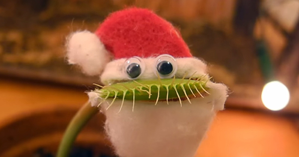 趣看|将捕蝇草打扮成圣诞老人，你还来得及种一棵