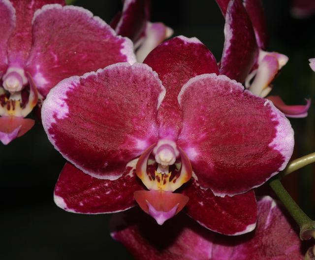 用基因组研究解读达尔文的兰花