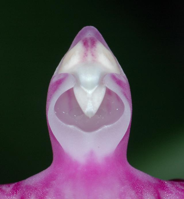 用基因组研究解读达尔文的兰花