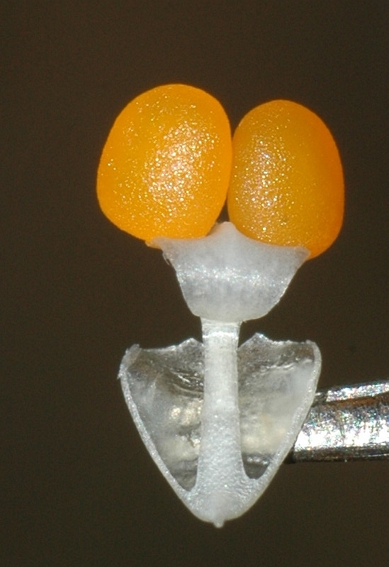 用基因组研究解读达尔文的兰花