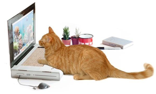 高科技打造的7款爱宠玩具，只为让你家“主子”乐一乐