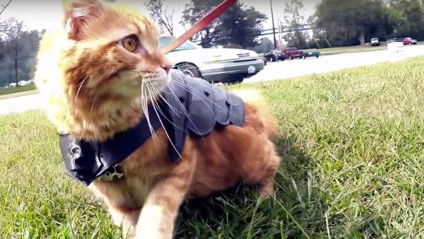 高科技打造的7款爱宠玩具，只为让你家“主子”乐一乐