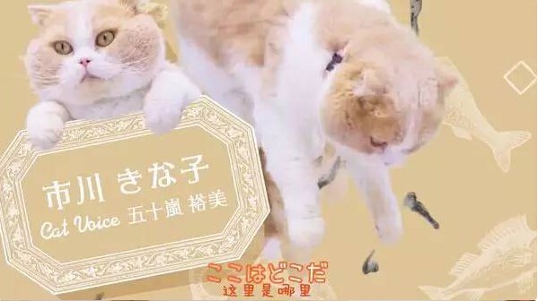 冬天这么冷，来一只猫吧