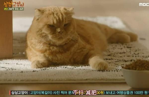 冬天这么冷，来一只猫吧