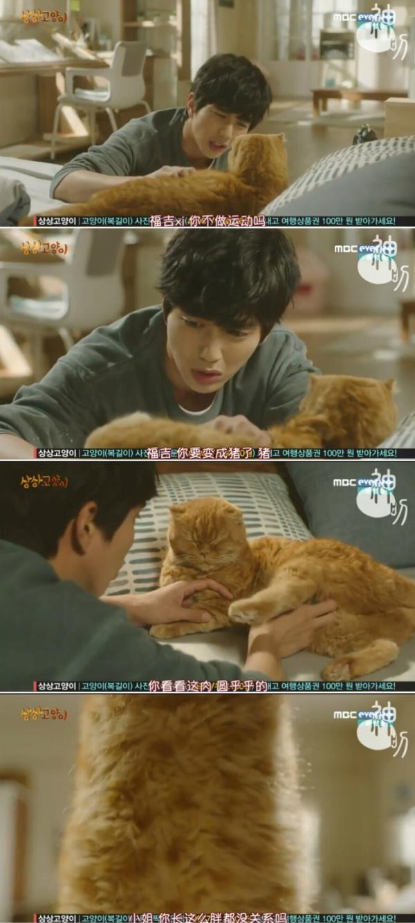 冬天这么冷，来一只猫吧