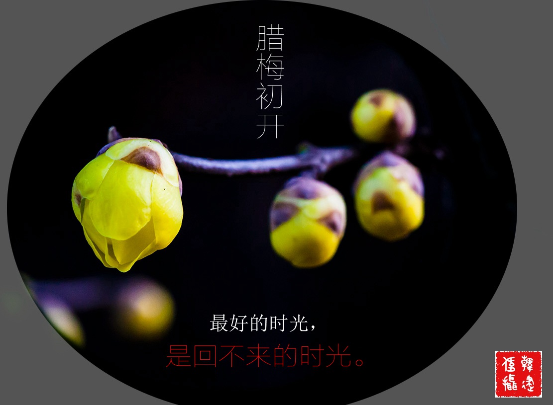 2015腊梅初开002_副本.jpg