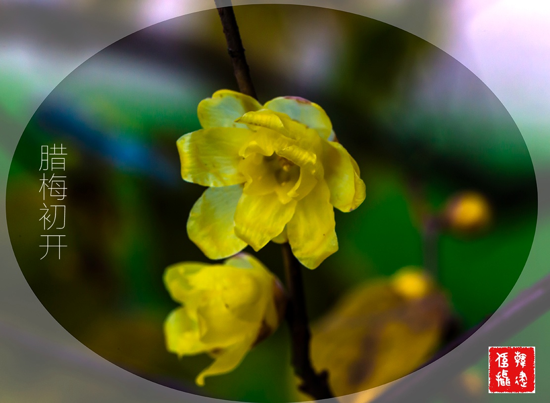 2015腊梅初开001_副本.jpg
