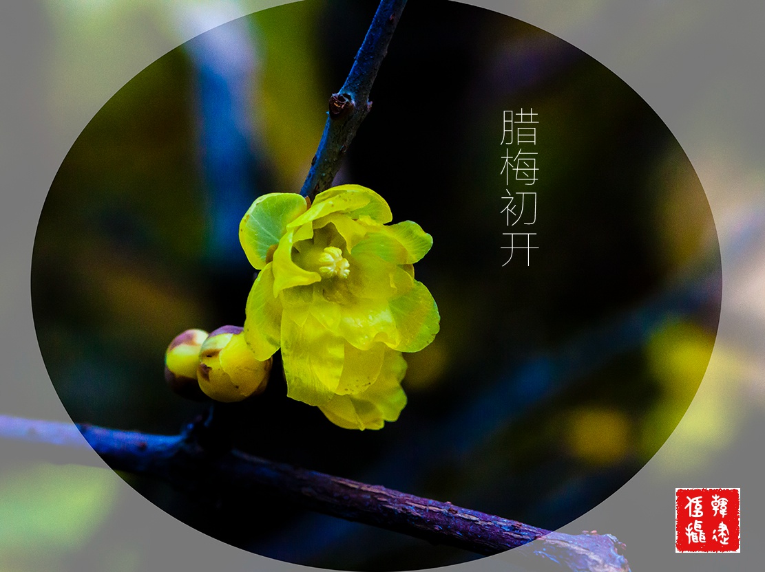 2015腊梅初开003_副本.jpg