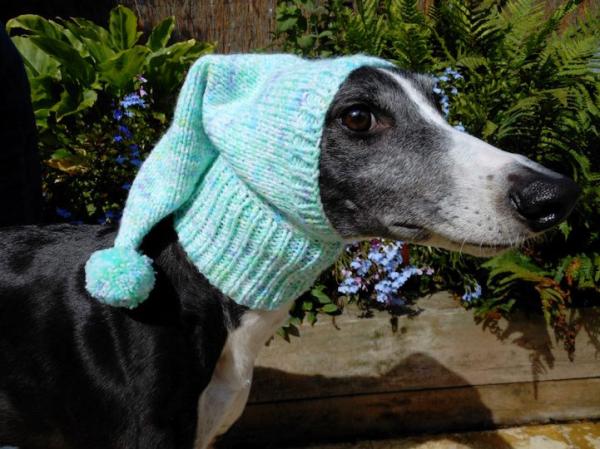 当你担心狗狗冬天会冷的时候，她已经给狗织了300件毛衣了