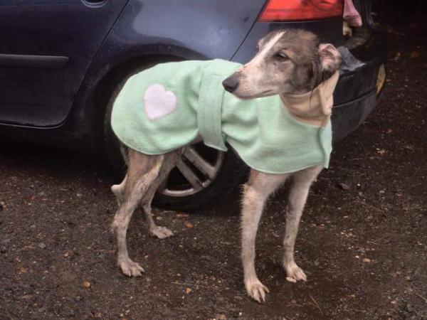 当你担心狗狗冬天会冷的时候，她已经给狗织了300件毛衣了