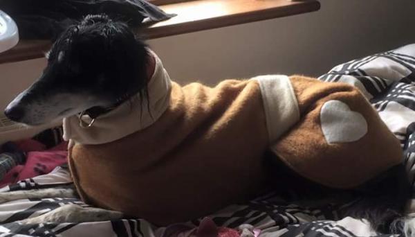 当你担心狗狗冬天会冷的时候，她已经给狗织了300件毛衣了