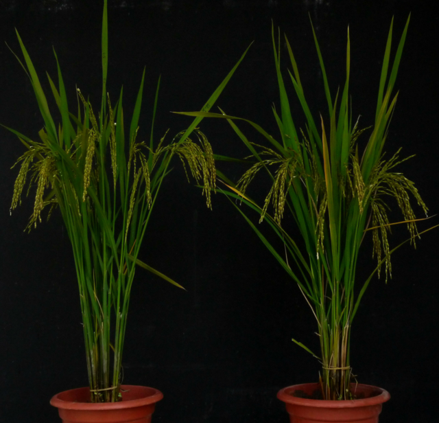 水稻增产：岂止于大粒，尚能不少籽