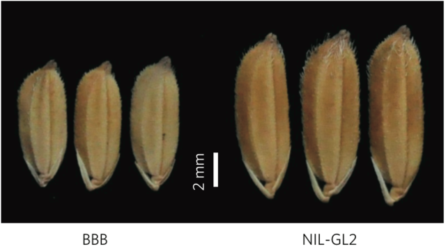 水稻增产：岂止于大粒，尚能不少籽