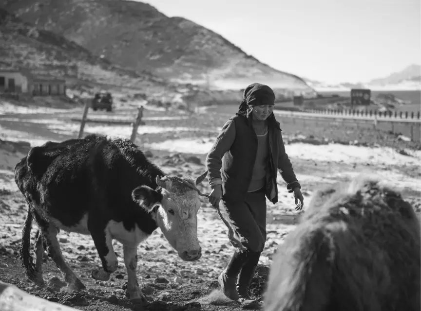 赛里木湖畔的母亲