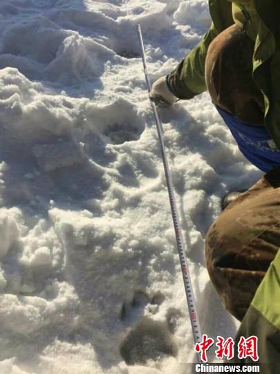 吉林蛟河疑现东北虎足迹两头野猪被捕食