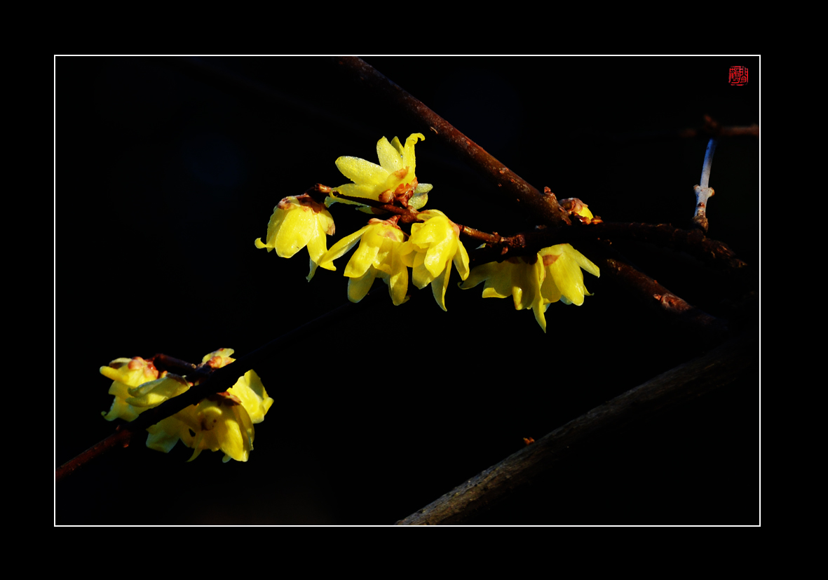 腊梅2.jpg