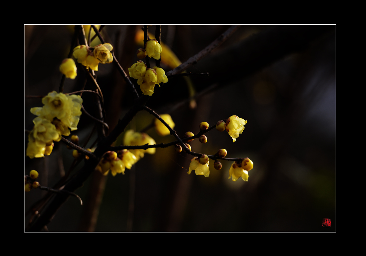 腊梅11.jpg