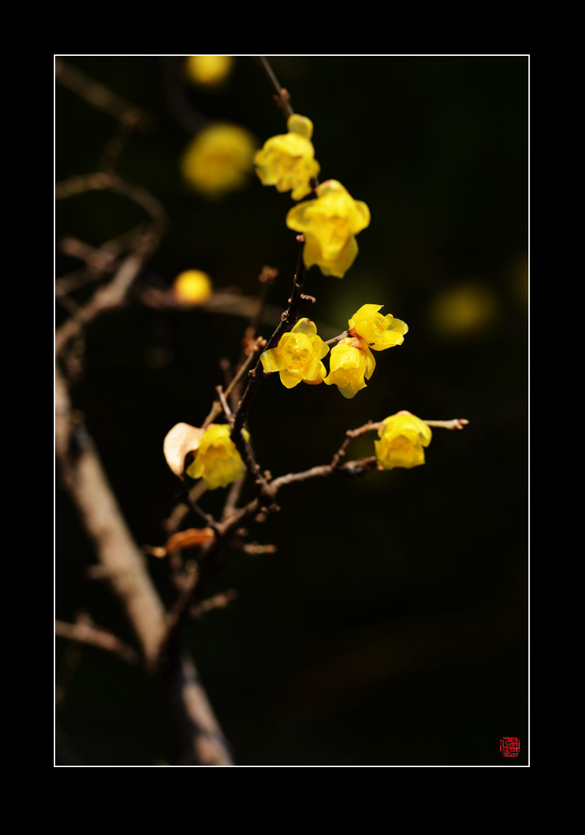腊梅17.jpg