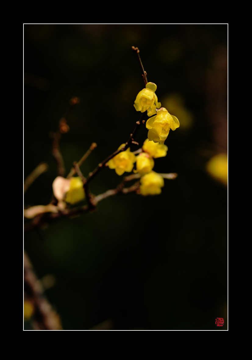 腊梅16.jpg