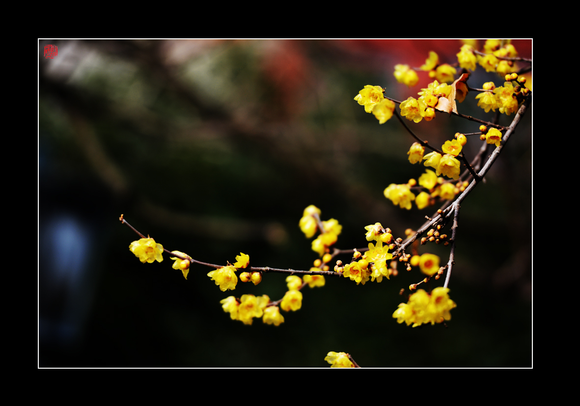 腊梅19.jpg