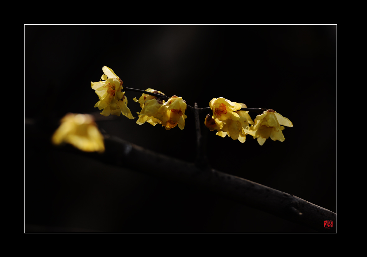 腊梅20.jpg