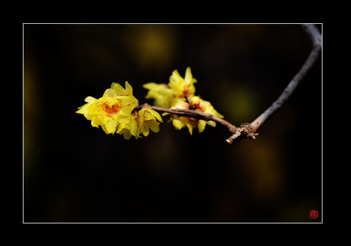 腊梅23.jpg