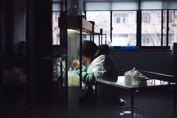 特稿｜86岁的“杂交水稻之父”袁隆平和他的超级稻