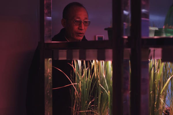 特稿｜86岁的“杂交水稻之父”袁隆平和他的超级稻