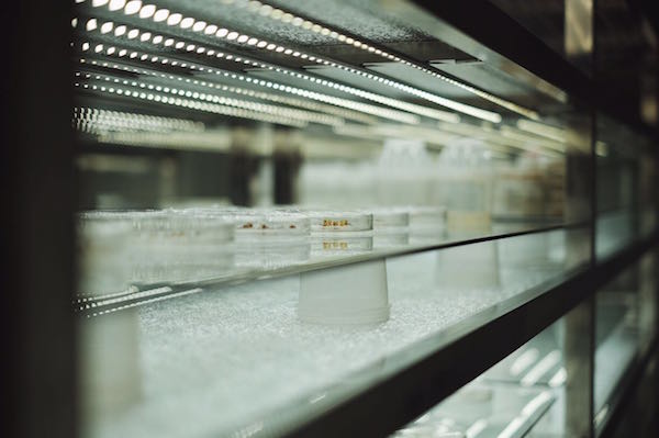 特稿｜86岁的“杂交水稻之父”袁隆平和他的超级稻