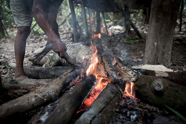 他们吃火烤鳄鱼，也用母乳喂养松鼠