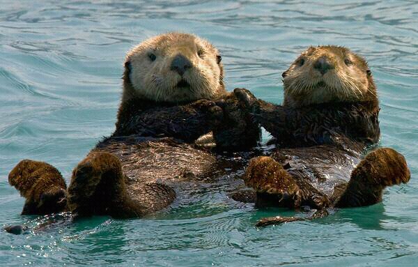 海獭会啪啪海豹宝宝？企鹅连大地都不放过？这些萌物的生活，可不只有卖萌而已
